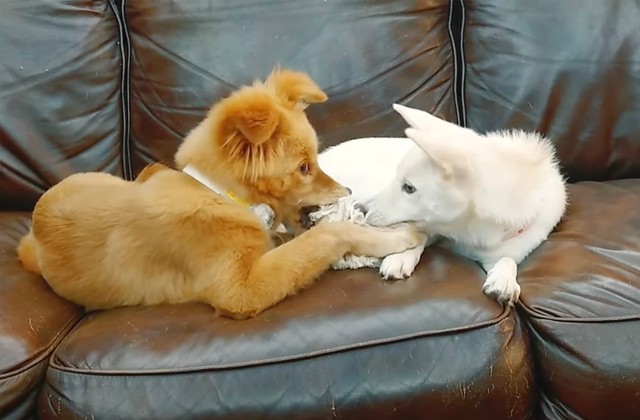 広島県福山市の室内ドッグラン施設「ラッシーのおうち」にいる2頭のワンコ、ジュリアとリズリーのお話です