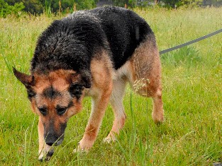 シェパード１０匹、警察犬審査に挑戦　島根県警