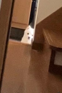 起きた！（飼い主さん提供、Instagramよりキャプチャ撮影）