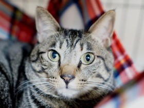 愛猫が年賀状のモデルに！　印刷を頼むと動物のための寄付になる