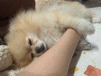 手に抱きついてスヤァ…（画像提供：ポメラニアンの若様さん）