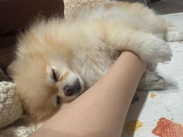 手に抱きついてスヤァ…（画像提供：ポメラニアンの若様さん）