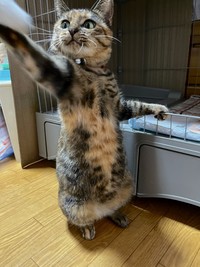 猫じゃらしに夢中！（画像提供：おたむさん）