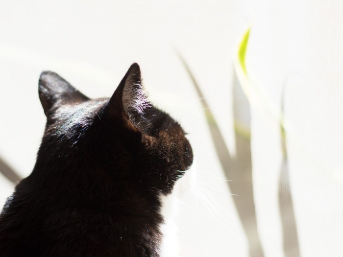 ベランダをながめる（小林写函撮影）