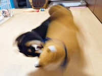 ぬいぐるみをぶんぶん振り回すつむぎちゃん（画像提供：つむぎさん）