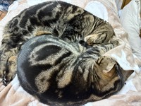 （ましろーるさん提供）