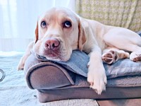 おうちでリラックスするまる子ちゃん（画像提供：ラブラドールのコナまる子さん）