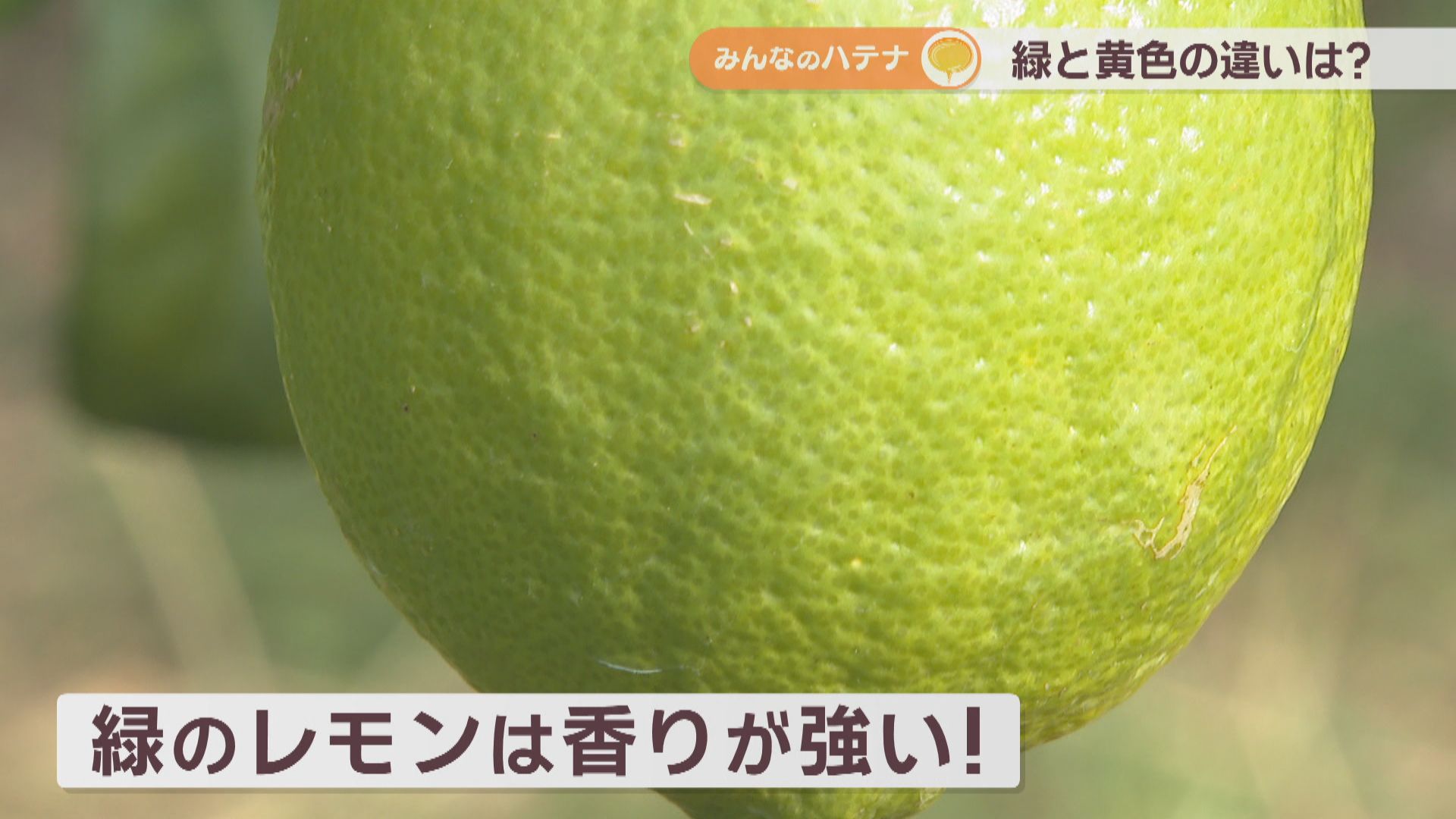 緑と黄色の違いは？旬はいつ？ 「レモン農家」に聞いてみた【みんなの 