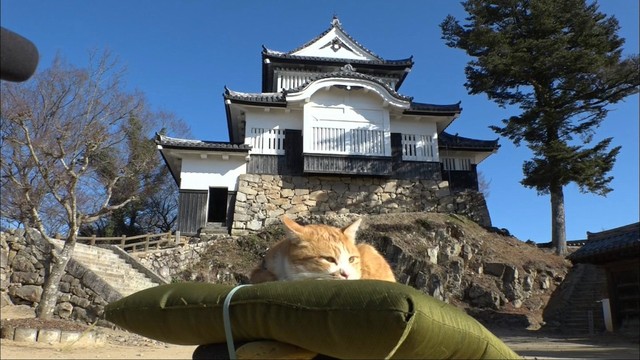 西日本豪雨後に居付いた猫城主「さんじゅーろー」にまた会える！倒木で臨時休城中の備中松山城　7月7日に再開へ　岡山・高梁市