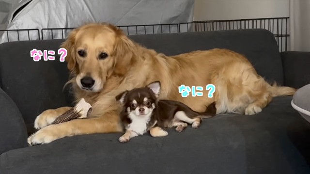 何があっても離れません！（提供：@worldpetworldさん）
