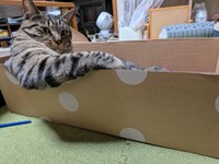 （きゃしゃ～んさん提供）