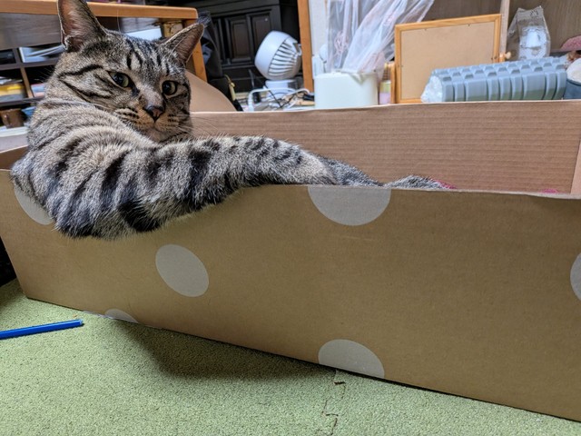 （きゃしゃ～んさん提供）