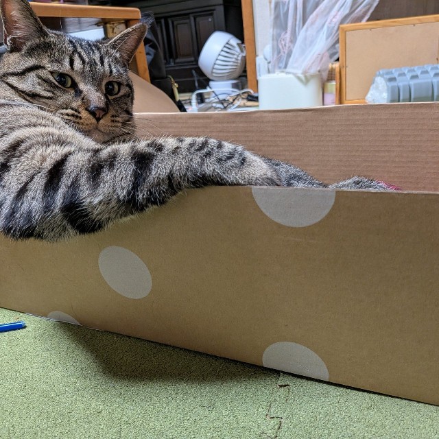 （きゃしゃ～んさん提供）