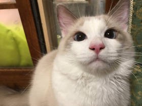 ブリーダーから救出された長毛の猫　愛猫家宅でのんびり生活