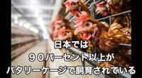 90パーセント以上を占める"バタリーケージ飼い"が主流／藤田さん（@-ChickensChannel）提供
