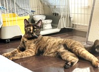 トライアル7日目、のんびりくつろぐふがしちゃん（画像提供：ふがしちゃん サビ猫さん）