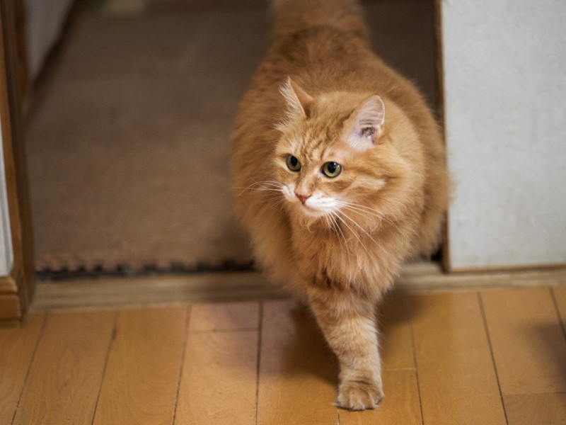 「他の子たちはみんなどこに隠れちゃったのかしら」（小林写函撮影）
