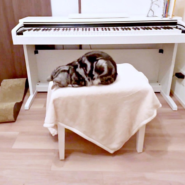 “ごめん寝”ですやすや眠るあんこくん（画像提供：あんこともなか 充電ねこさん）