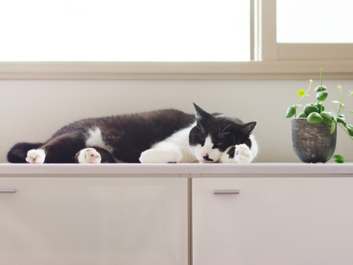 「暑くなると、この台がヒンヤリ冷たくて気持ちいい」（小林写函撮影）