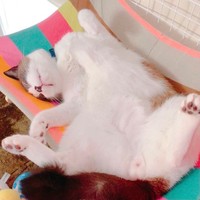 ひっくり返って寝るぽんちゃん（提供：マミ太郎さん）