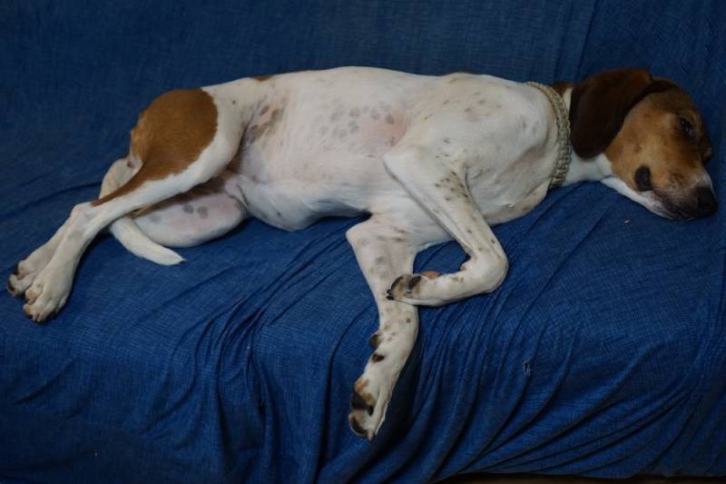 なる、うーが外出中、ソファを独占「おやすみ～」