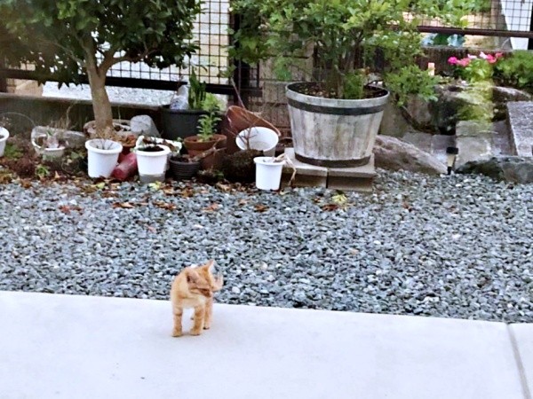 庭に現れた子猫のおぬくん。ひとりぼっちで居場所を探していました（画像提供：おぬどんさん）