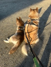 まだ小さなレムちゃんとロズくん（提供：REM & ROZ @シベリアンハスキー🐾さん）