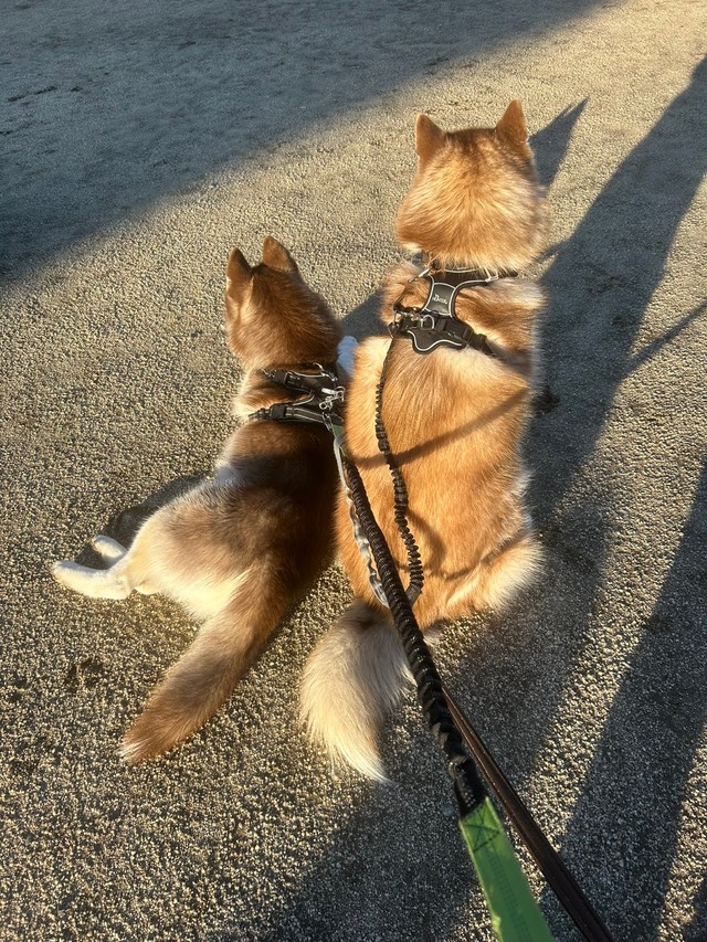 まだ小さなレムちゃんとロズくん（提供：REM & ROZ @シベリアンハスキー🐾さん）