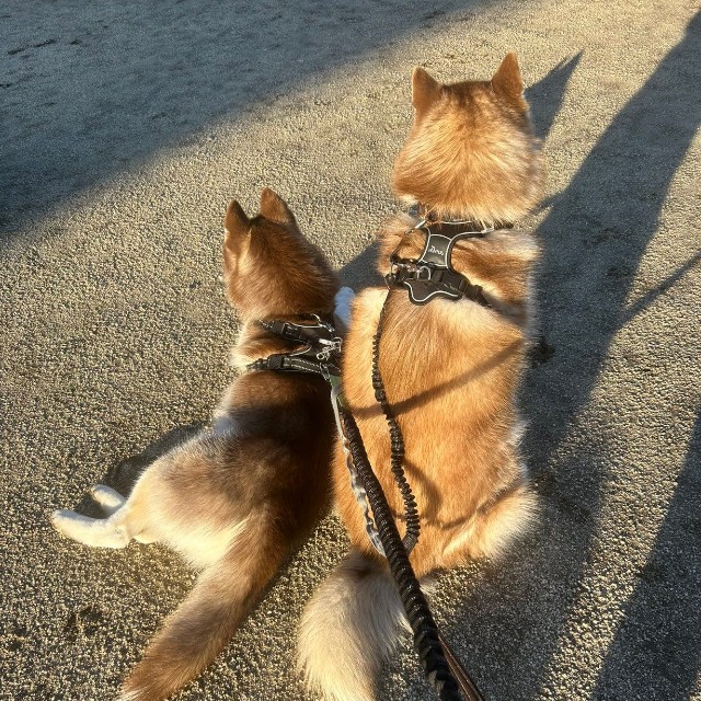 まだ小さなレムちゃんとロズくん（提供：REM & ROZ @シベリアンハスキー🐾さん）