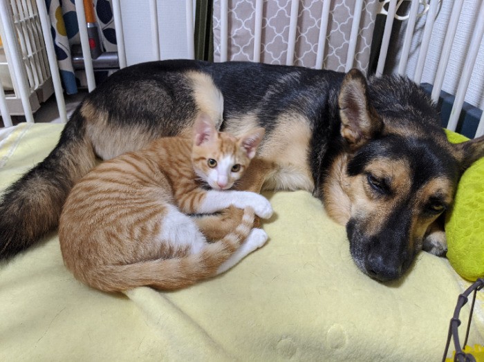 命を救ってくれたジオを心から慕うポニョ（恵理さん提供）