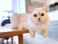 テーブルの端っこに座るモナカちゃん。だらーんとした前足がキュート！（画像提供：“モナカ“ スコティッシュたち耳さん）