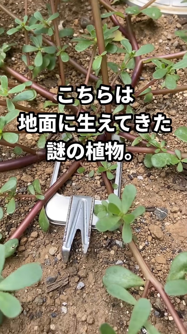 庭で発見した"謎の植物"／はこさん（@hakogarden）提供