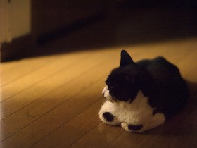 末期を迎えた猫「ぽんた」　穏やかに旅立てるようにしてやりたい（46）