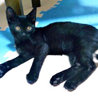 家に来て間もない頃、まだ小さなナツちゃん（画像提供：ミキサーさん）