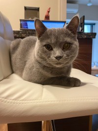 椅子取りゲーム、楽しいにゃ＝おいでやすブリオさん（@burio0522）提供