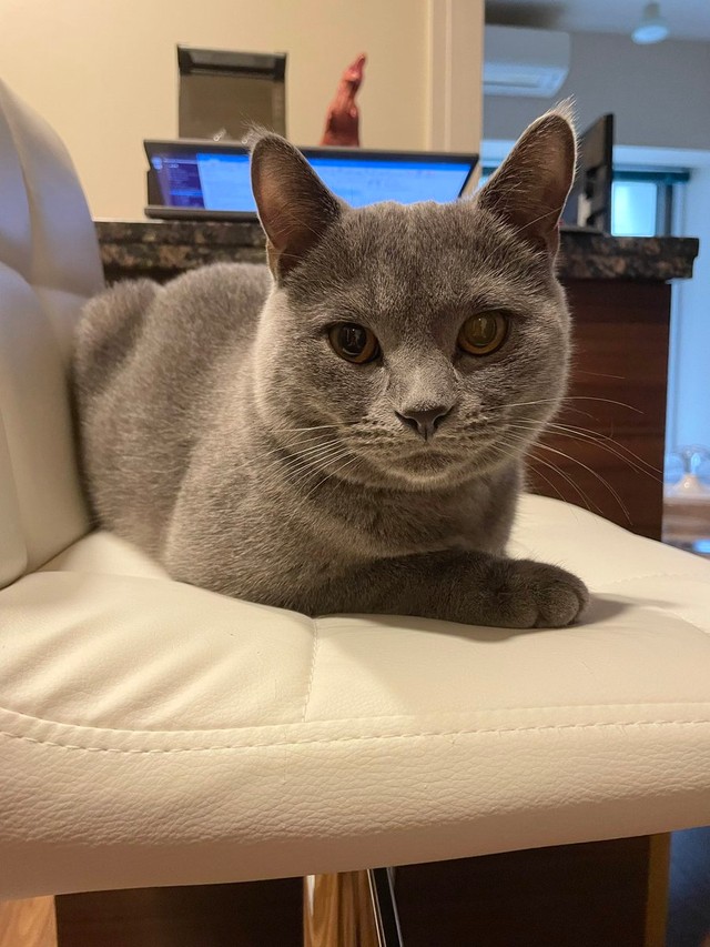 椅子取りゲーム、楽しいにゃ＝おいでやすブリオさん（@burio0522）提供