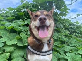 朝のお散歩中に見つけたかわいい葉っぱとご一緒に！　家族の太陽、雑種犬「次郎」