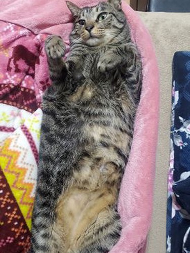 「ゴンさん、思い切ってこうやってやればいいのに～」