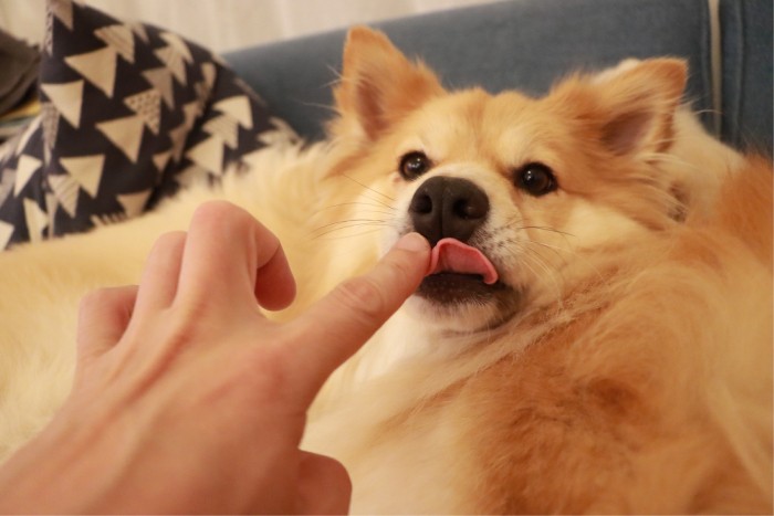 今はのんきな丸いやつ