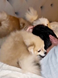 3兄弟が勢ぞろい！ さらに「起きて」アピール続行（画像提供：ベアさん家さん）