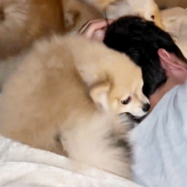 3兄弟が勢ぞろい！ さらに「起きて」アピール続行（画像提供：ベアさん家さん）