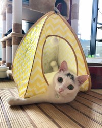 はみ出しすぎだにゃ