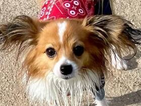 水が苦手なMIX犬の「Isaac」　大好きなボールを追って気がつくと泳いでた！