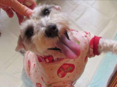 保護犬は性格が事前に分かって安心　広がる譲渡の機会 