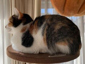 掃除機かけ終わった～？　待っている間はくつろぐに限る、ミックス猫「あずき」