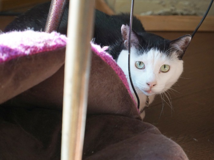 筆者の様子を窺うカッパちゃん