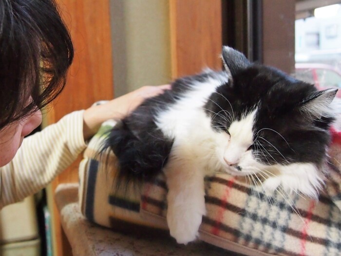 佳代子さん宅の梵ちゃん。盲目だが、気ままにお達者な日々