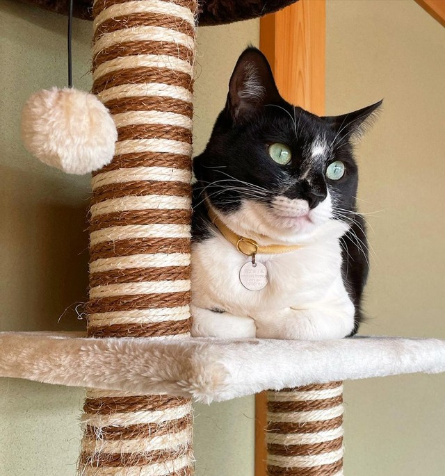 まったり過ごすのもいいにゃ〜