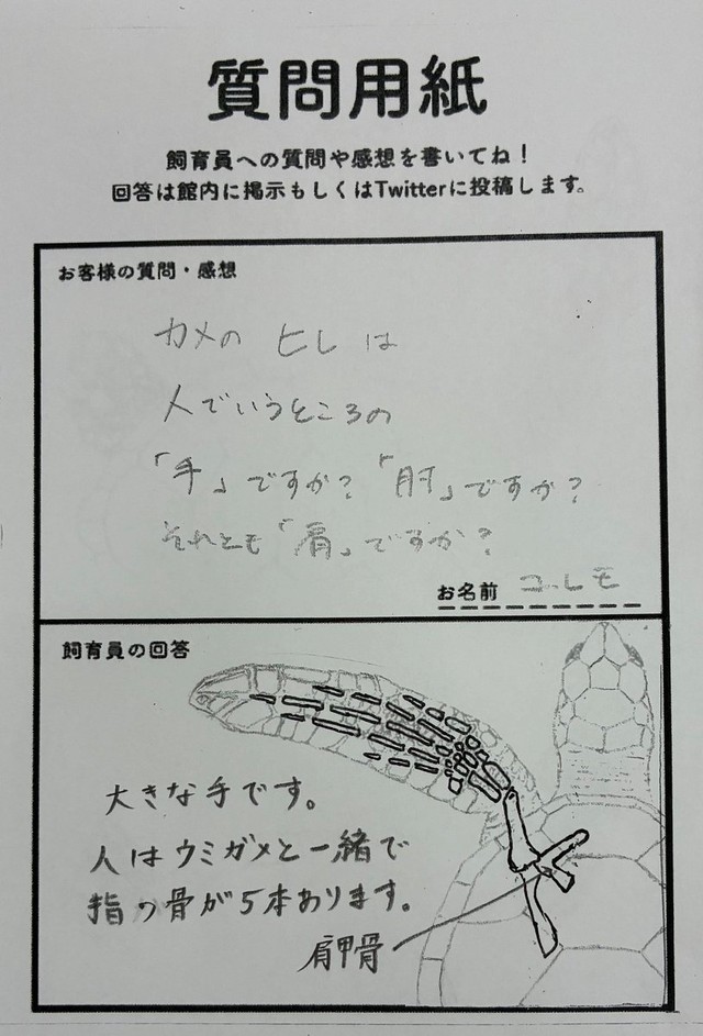 質問用紙に寄せられたギモンに回答／道の駅ウミガメ公園【公式】より