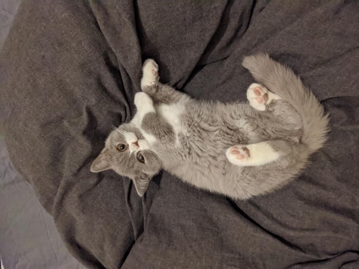 家に来たころの「モチ」